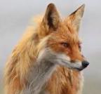 UltorVulpes profilkép