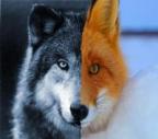 WolFox92 profilkép